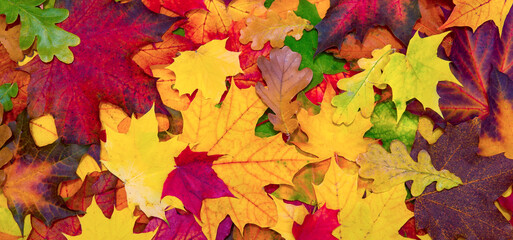 Naklejka na ściany i meble Colorful and bright background made of fallen autumn leaves. Banner and web concept