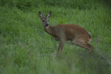 Auch die Rehe müssen...