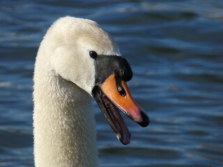 Angry mute swan (Cygnus olor) - portrait of swan hissing © Slawina