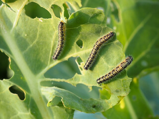 caterpillars on cabbage leaves. pests. the eaten crop. caterpillar close-up.