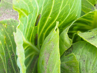 caterpillars on cabbage leaves. pests. the eaten crop. caterpillar close-up.