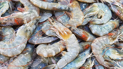 Large white shrimp for sale in the market