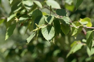 Leaves of a paper birch, Betula papyrifera