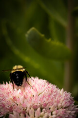 Macro of bumblebee on pink flower