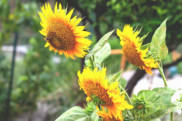 Sunflowers growing in the garden. Healthy Lifestyles, Organic Farming and Gardening concept, Selective focus.
