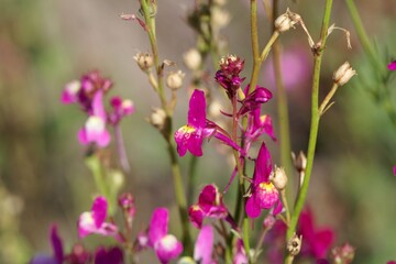 Flower of a Moroccan toadflax, Linaria maroccana