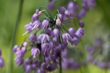 Flower of a Sikkim onion, Allium sikkimense