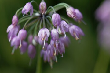 Flower of a Sikkim onion, Allium sikkimense
