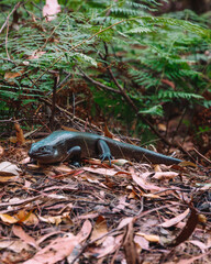 lizard on the ground