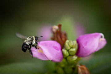 Macro of bumblebee on pink flower