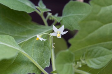 Flower of a wonderberry, Solanum retroflexum