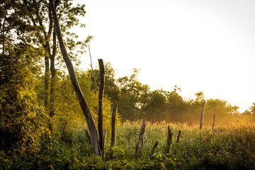Early morning golden sunrise