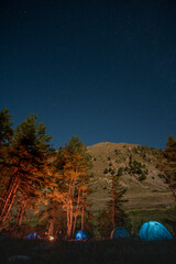aurora borealis in the forest