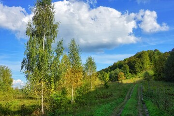Fototapeta na wymiar autumn landscape with a country road, thin birches, clear sky and beautiful white clouds, nature of Russia