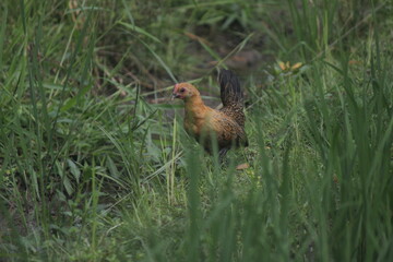 chicken