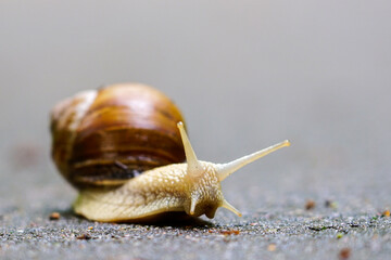 Big snail, Helix pomatia also Roman snail, Burgundy snail, edible snail or escargot