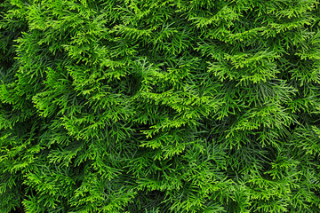 Textured background of Thuja leaves.Thuja is an evergreen coniferous tree, in the family Cupressaceae.