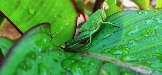 cricket eating green leaves