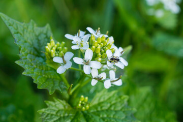 Garlic Mustard flowers growing in the Maine et Loire region of France.
