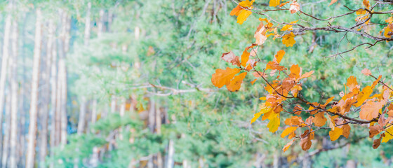 Obraz na płótnie Canvas Colorful autumn leaves on a soft background on a sunny day