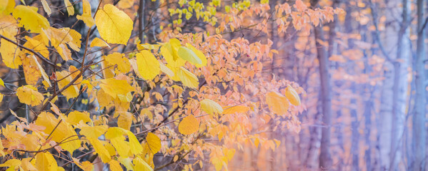 Colorful autumn leaves on a soft background on a sunny day