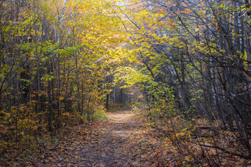 Footpath in the autumn park with colorful trees and leaves