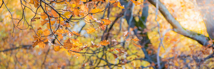 Colorful autumn leaves on a soft background on a sunny day