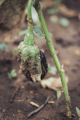 Organic eggplant growing in garden