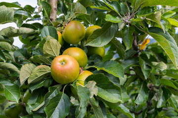 Primo piano di frutti di Mela attaccate alla pianta