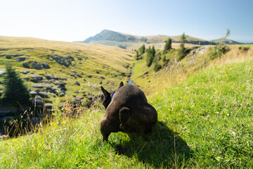 French bulldog on grass in the mountains