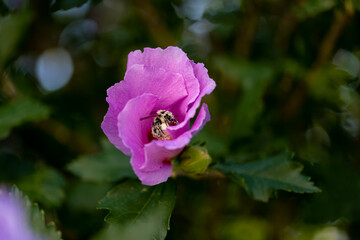 Macro of bumblebee on pink flower