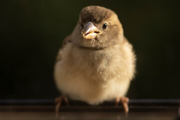Closeup of cute chubby sparrow