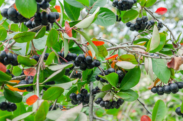 Selective focus on ripe aronia berries on a bush in autumn colors