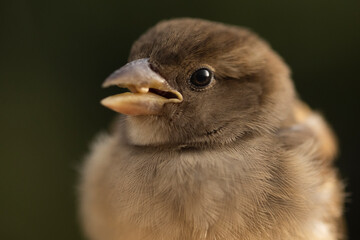 Closeup of cute chubby sparrow