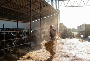 Farmer feeding cows on dairy farm