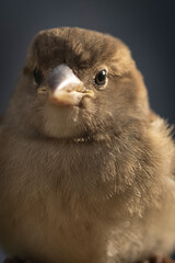 Closeup of cute chubby sparrow