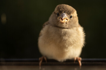 Closeup of cute chubby sparrow
