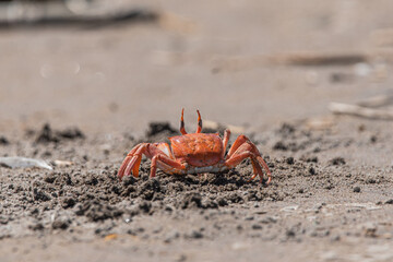 Crab