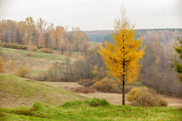 Small larch with yellow needles that fall