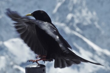 Die Alpendohle auf der Zugspitze 