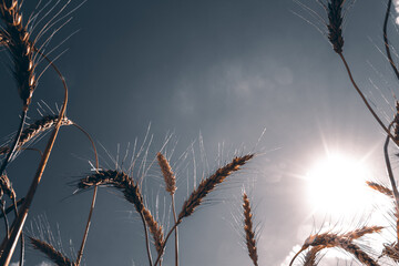 the view of the sky through the ears