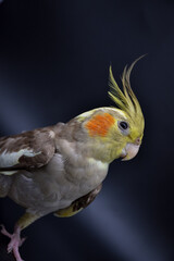parrot cockatiel close-up on black background