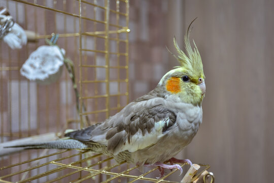 parrot cockatiel sitting on the cage