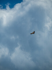 Buitre volando