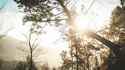 sunset in the forest