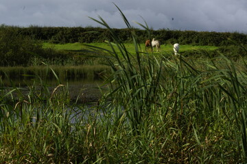 Killynether Forest Walk & Views - Northern Ireland