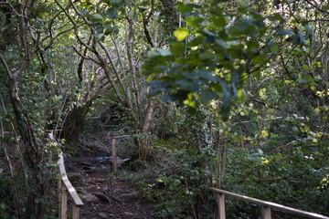 Killynether Forest Walk & Views - Northern Ireland