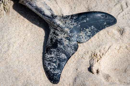 Fluke Gemeiner Schweinswal Strand Nordsee Sylt