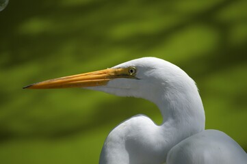 Great White Egret Head and Neck in Profile