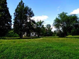 landscape with trees and sky
